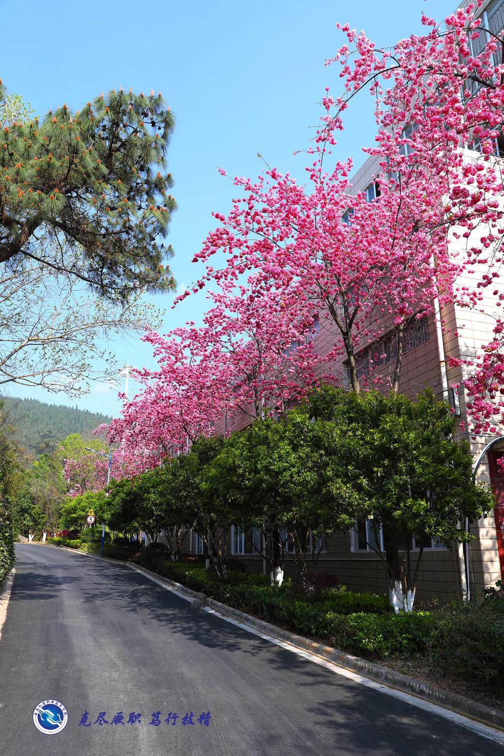 校园风景—春澜